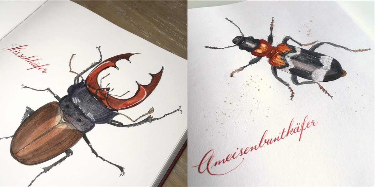 Hirschkäfer und Ameisenbuntkäfer Illustration
